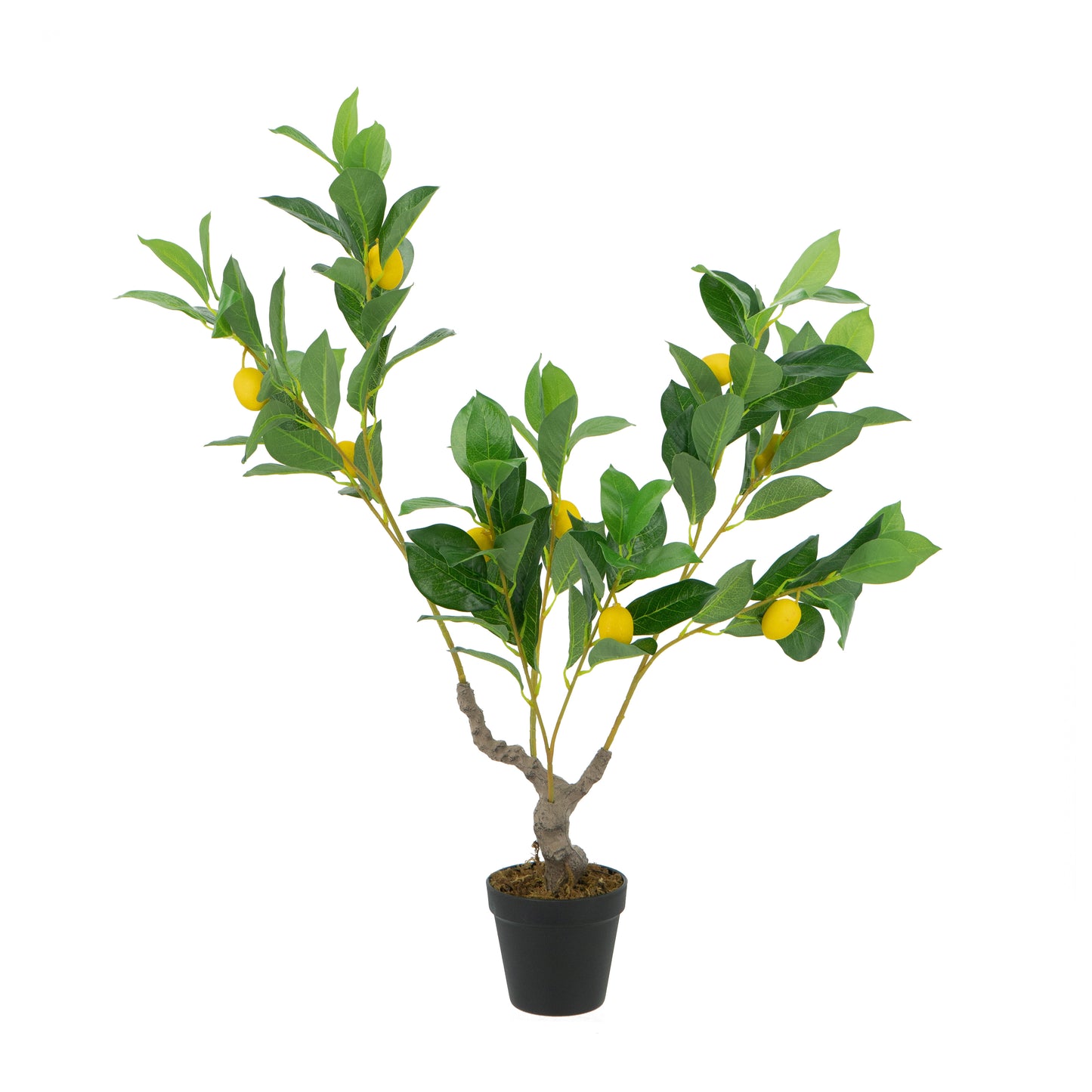 Potted Lemon Tree