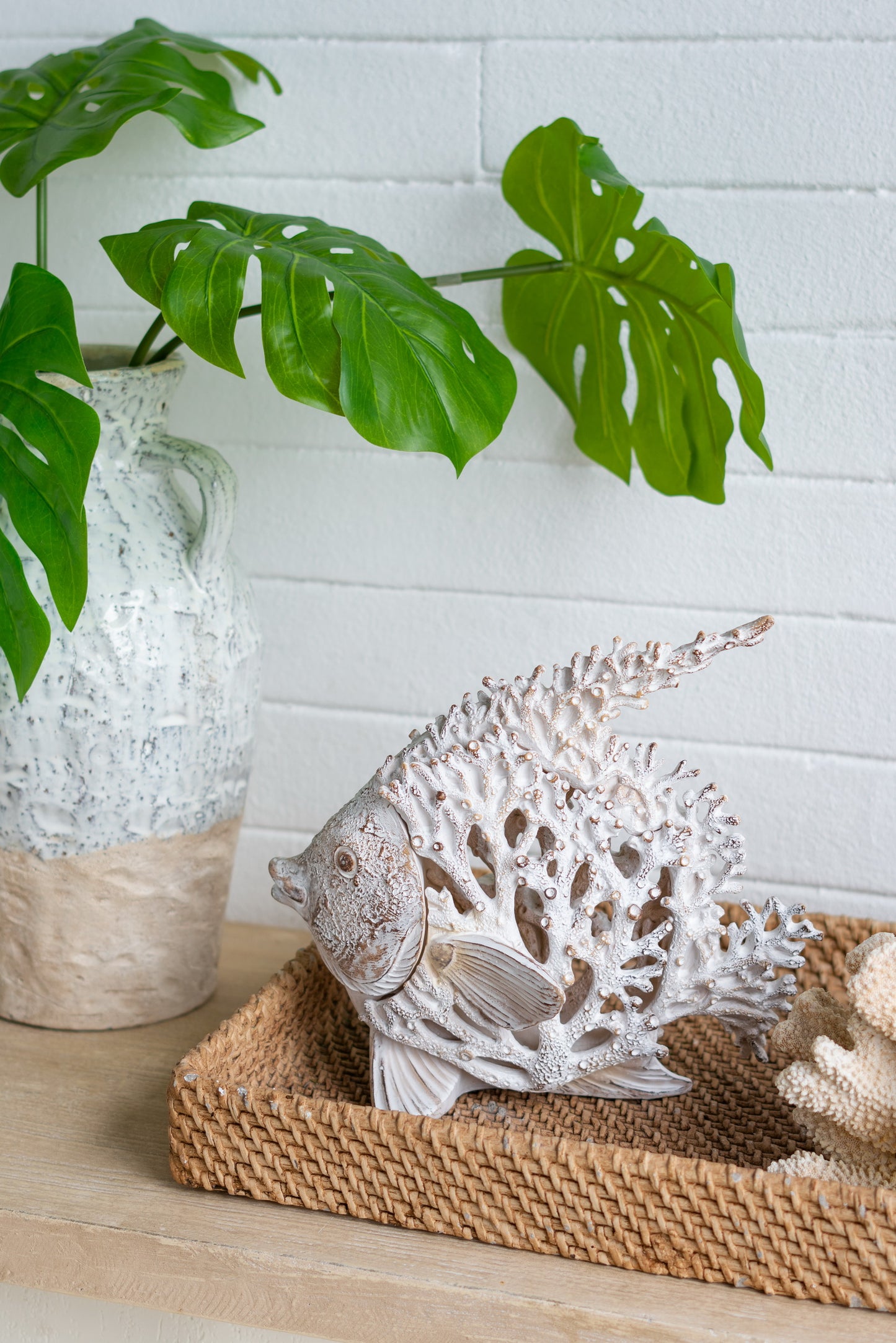 White Coral Angelfish