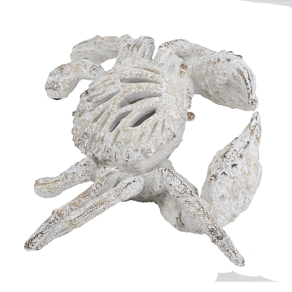 White Coral Crab