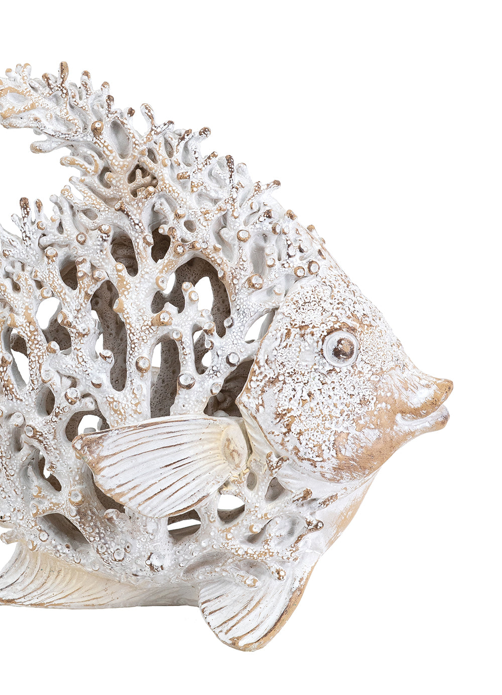 White Coral Angelfish